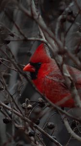 Preview wallpaper cardinal, bird, branches, beak, red