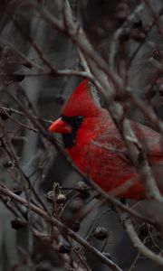 Preview wallpaper cardinal, bird, branches, beak, red