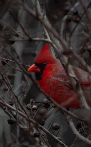 Preview wallpaper cardinal, bird, branches, beak, red