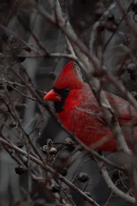 Preview wallpaper cardinal, bird, branches, beak, red