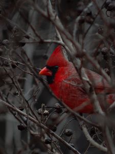 Preview wallpaper cardinal, bird, branches, beak, red