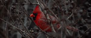 Preview wallpaper cardinal, bird, branches, beak, red