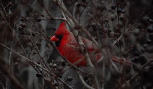 Preview wallpaper cardinal, bird, branches, beak, red