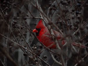 Preview wallpaper cardinal, bird, branches, beak, red