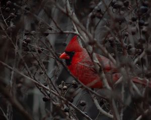 Preview wallpaper cardinal, bird, branches, beak, red