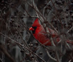 Preview wallpaper cardinal, bird, branches, beak, red