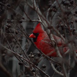Preview wallpaper cardinal, bird, branches, beak, red