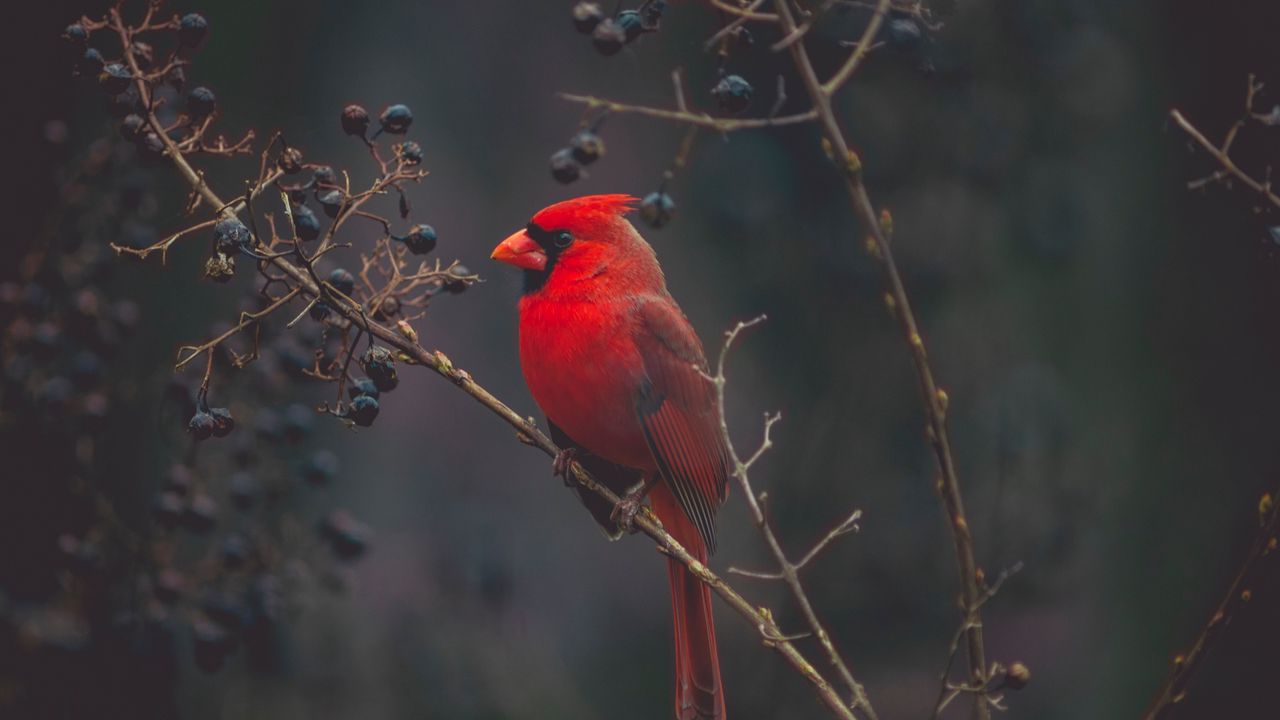 Wallpaper cardinal, bird, branches, color, red