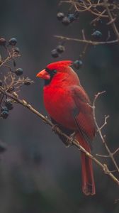 Preview wallpaper cardinal, bird, branches, color, red