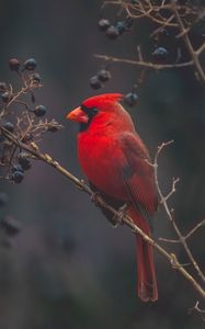 Preview wallpaper cardinal, bird, branches, color, red
