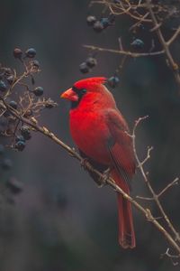 Preview wallpaper cardinal, bird, branches, color, red