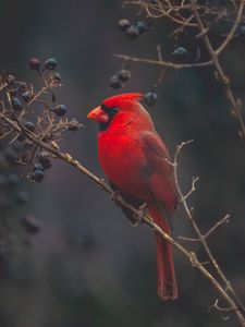Preview wallpaper cardinal, bird, branches, color, red