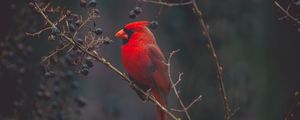 Preview wallpaper cardinal, bird, branches, color, red