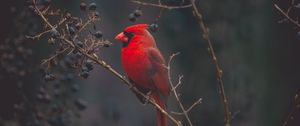Preview wallpaper cardinal, bird, branches, color, red