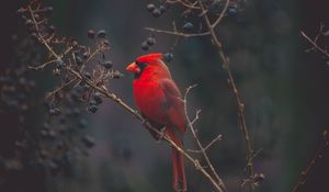 Preview wallpaper cardinal, bird, branches, color, red