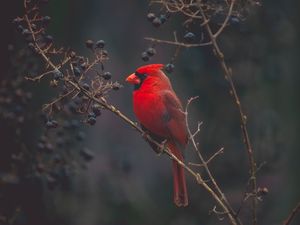Preview wallpaper cardinal, bird, branches, color, red