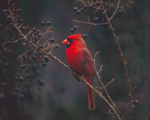 Preview wallpaper cardinal, bird, branches, color, red
