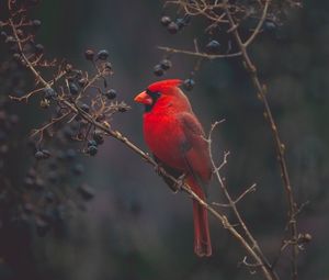 Preview wallpaper cardinal, bird, branches, color, red