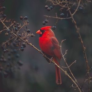 Preview wallpaper cardinal, bird, branches, color, red