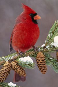 Preview wallpaper cardinal, bird, color, branch, snow