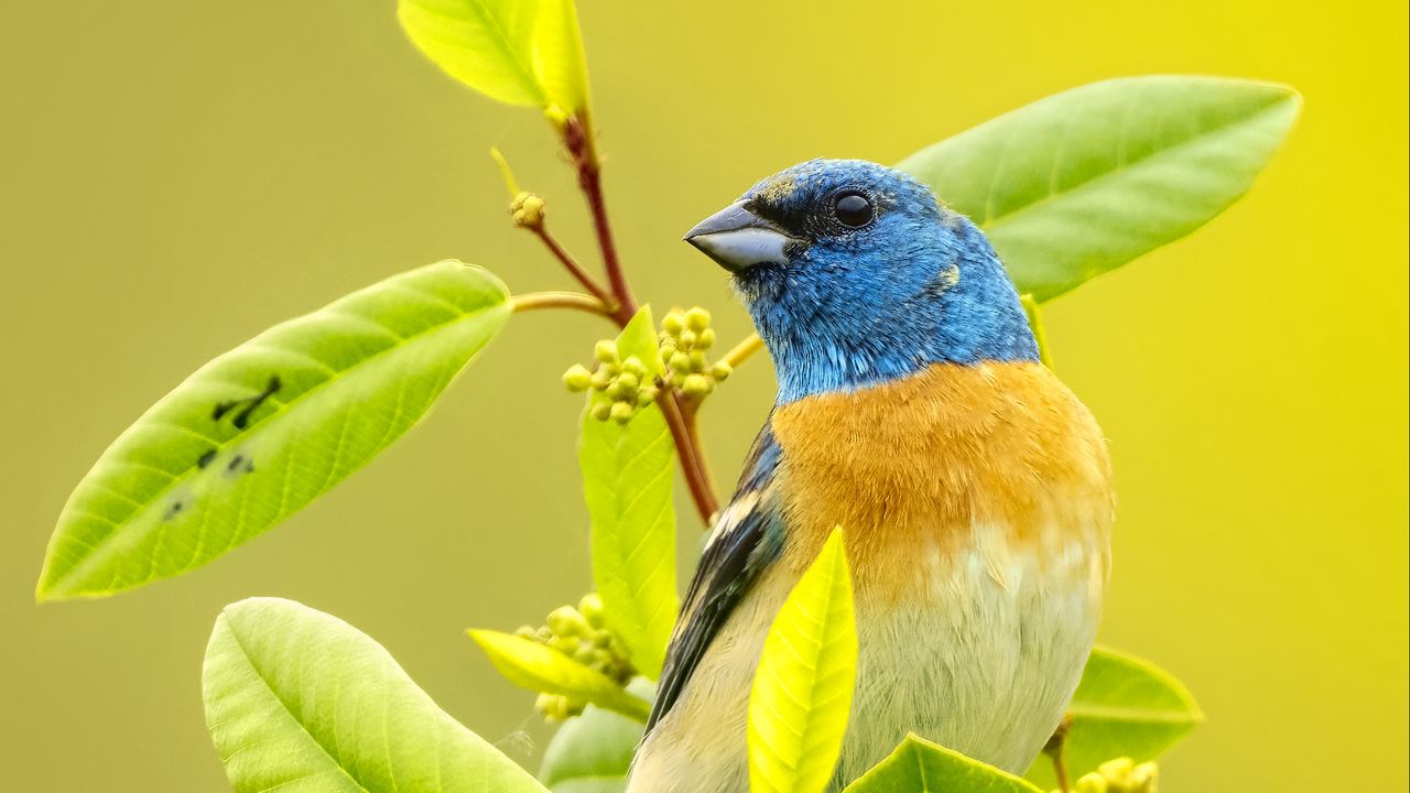 Wallpaper cardinal, bird, colorful, branch, wildlife, bright