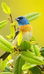Preview wallpaper cardinal, bird, colorful, branch, wildlife, bright