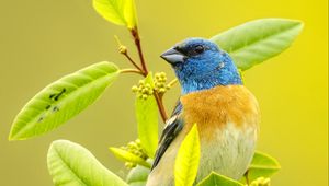 Preview wallpaper cardinal, bird, colorful, branch, wildlife, bright