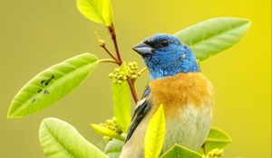 Preview wallpaper cardinal, bird, colorful, branch, wildlife, bright