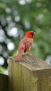 Preview wallpaper cardinal, bird, fence, blur