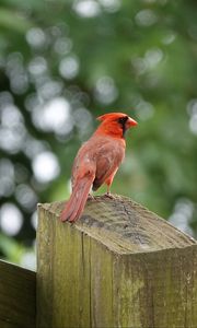 Preview wallpaper cardinal, bird, fence, blur