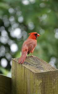 Preview wallpaper cardinal, bird, fence, blur