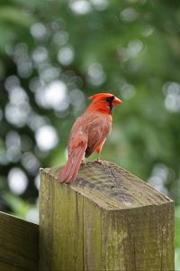 Preview wallpaper cardinal, bird, fence, blur