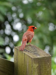 Preview wallpaper cardinal, bird, fence, blur
