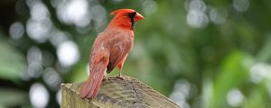 Preview wallpaper cardinal, bird, fence, blur