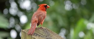 Preview wallpaper cardinal, bird, fence, blur