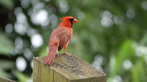 Preview wallpaper cardinal, bird, fence, blur