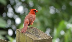 Preview wallpaper cardinal, bird, fence, blur
