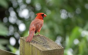 Preview wallpaper cardinal, bird, fence, blur