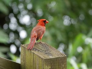 Preview wallpaper cardinal, bird, fence, blur