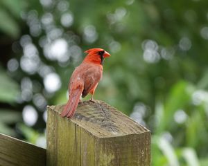 Preview wallpaper cardinal, bird, fence, blur