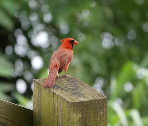Preview wallpaper cardinal, bird, fence, blur