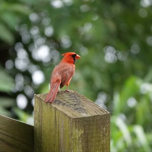 Preview wallpaper cardinal, bird, fence, blur