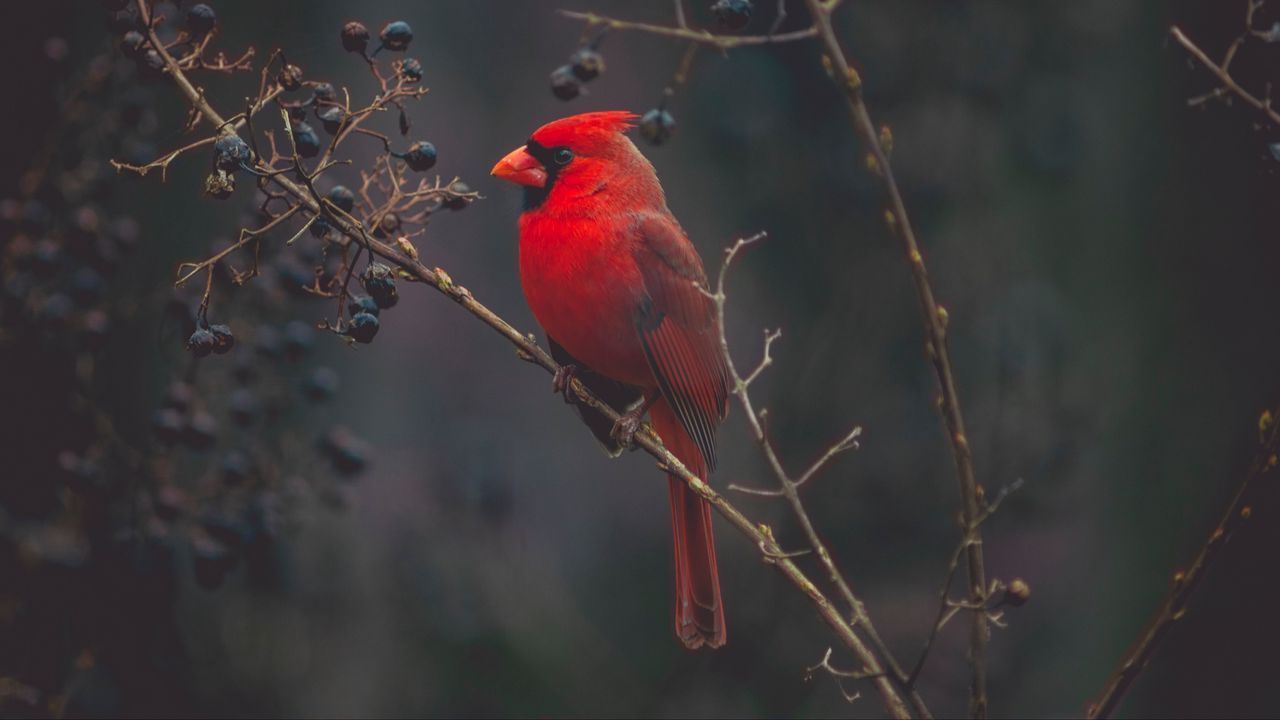 Wallpaper cardinal, red, bird, branch