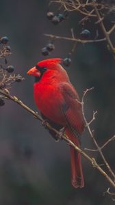 Preview wallpaper cardinal, red, bird, branch