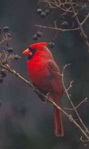 Preview wallpaper cardinal, red, bird, branch