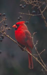 Preview wallpaper cardinal, red, bird, branch