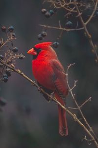 Preview wallpaper cardinal, red, bird, branch