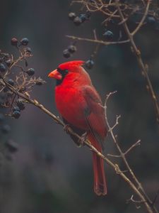 Preview wallpaper cardinal, red, bird, branch