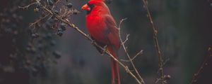 Preview wallpaper cardinal, red, bird, branch