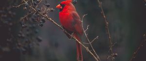 Preview wallpaper cardinal, red, bird, branch